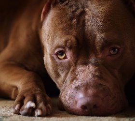 Питбуль описание породы