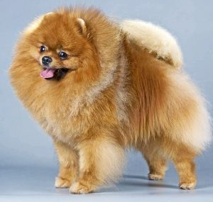 Хитрости и секреты по уходу за Шпицем: как подстричь собачку в домашних условиях?