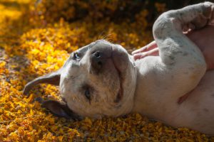 счастливый питбультерьер