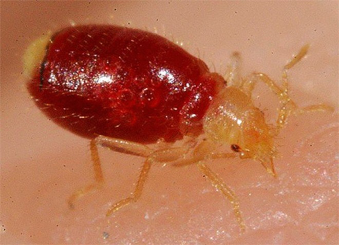 раздутый клоп