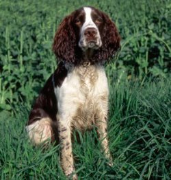 Характер и привычки