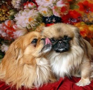 Список лучших и индивидуальных кличек для Пекинесов мальчиков и девочек