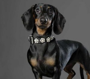 Важные правила выбора ошейника и намордника для Таксы: отзывы и цена