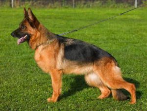 Виды и разновидности овчарок