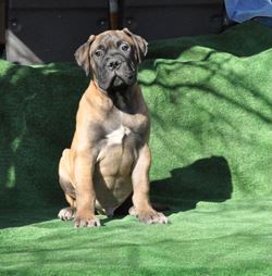 Стоимость бульмастифа