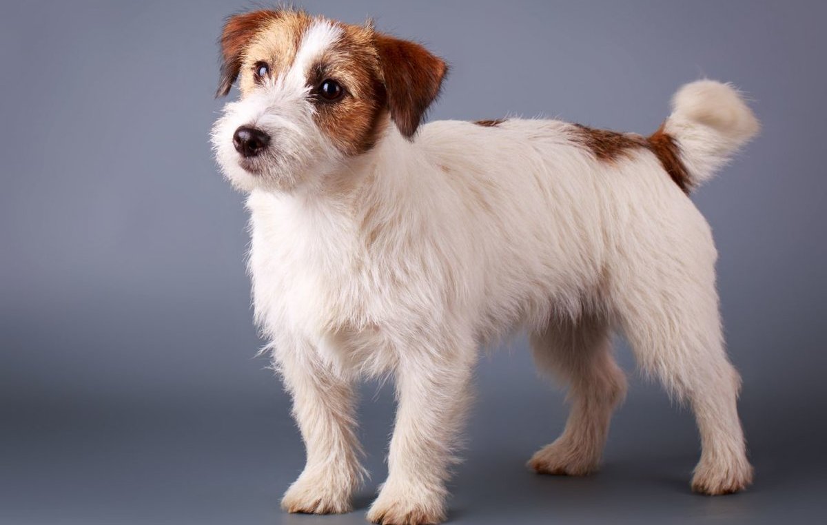 Энергичный и преданный малыш Джек Рассел терьер длинношерстный: описание породы