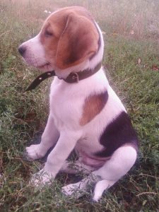 Русская гончая: какой характер у собаки? Уход и правила содержания