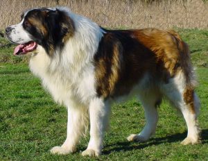 московская сторожевая овчарка