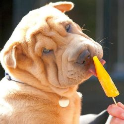 Питание шарпея