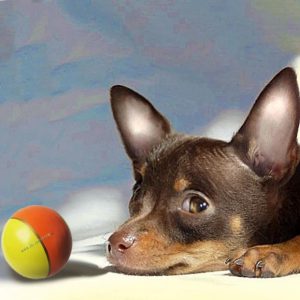 Золотые правила содержания и ухода за Той терьером чем кормить щенка и как воспитывать?