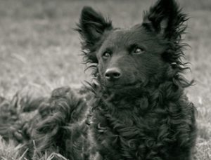 Знакомимся с муди: собака с задорным, веселым нравом