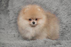 Крошечный шпиц: характеристика породы, уход за милым питомцем