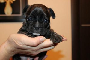 Как выбрать щенка французского бульдога, сколько стоит питомец?