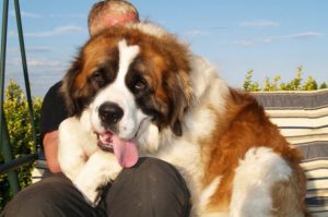 овчарка и хозяин