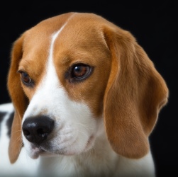 История происхождения породы