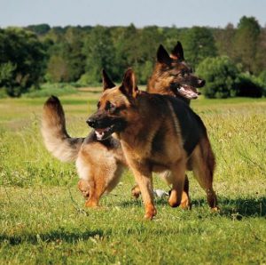 Обзор самых выдающихся окрасов Немецкой овчарки: зонарный, чепрачный и рыжий