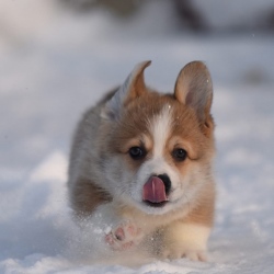 Корги флаффи