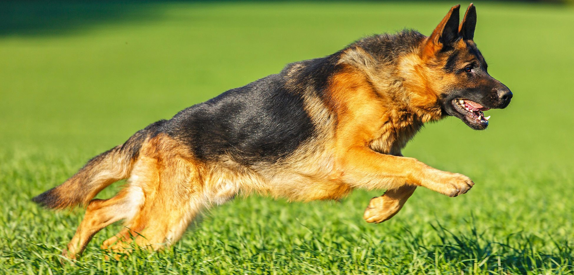 Все, что нужно знать о случке Немецкой овчарки: на какой день делается вязка и как подготовиться?