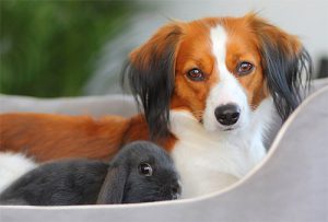 Разновидность спаниеля нидерландский коикерхондье: подружимся с питомцем