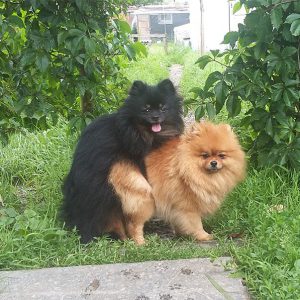 Первые симптомы наступления течки у Шпицев: периодичность и меры помощи