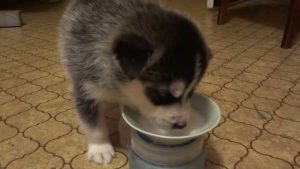 Особенности рациона щенка лайки: рекомендации составления меню