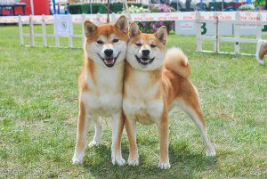 Уравновешенная и любопытная японская лайка: происхождение и характер