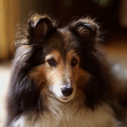 история породы