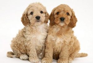 Собака кокер пудель кокапу: характер миниатюрного питомца с кудрявой шерстью