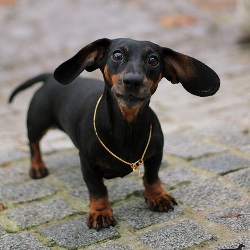 Происхождение породы