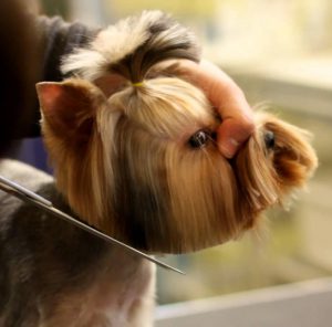 Подробная инструкция как самой подстричь Йорка в домашних условиях: фото причесок