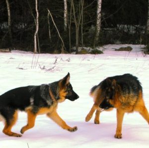 Все, что нужно знать о случке Немецкой овчарки: на какой день делается вязка и как подготовиться?