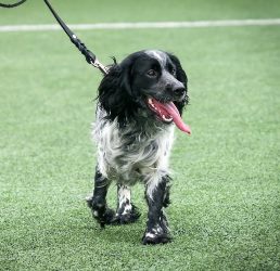 русский спаниель