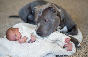 питбультерьер и ребенок