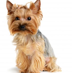 Обаятельный и жизнерадостный питомец Йоркширский терьер: характеристика породы и сколько живут?