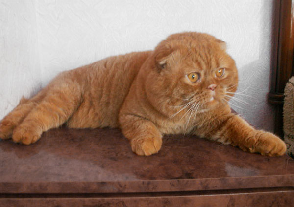 Обзор редких и популярных окрасов шотландской вислоухой кошки