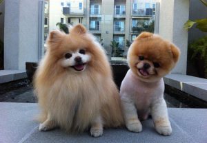 Карликовый померанский шпиц медвежьего типа: особенности ухода за декоративным питомцем