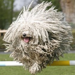 Характер командора