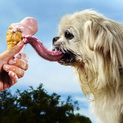 пекинес корм