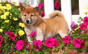 Древняя порода японская хаски: герой известного фильма Хатико