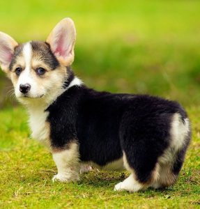 Обзор всех известных пород маленьких карликовых овчарок: описание и особенности