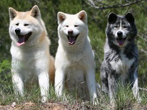 Уравновешенная и любопытная японская лайка: происхождение и характер