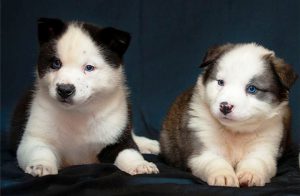 щенки черно-белой лайки