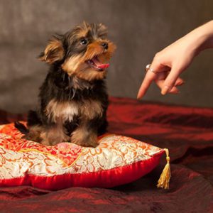 Неутомимая и невероятно смелая кроха Йоркширский терьер: описание породы, сколько стоит?