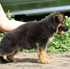 Обзор всех известных пород маленьких карликовых овчарок: описание и особенности