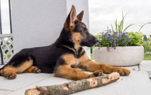 Немецкая овчарка в квартире: особенности содержания и ухода