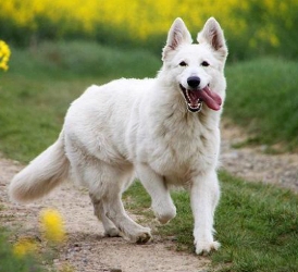 belaja-shvejcarskaja-ovcharka