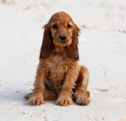 Стоимость щенка