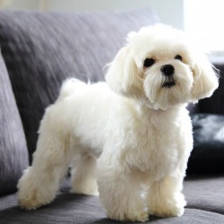 Мальтийская болонка