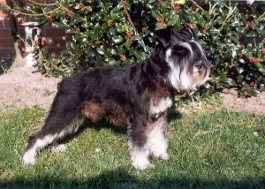 Аристократичный кокер микро-шнауцер: характеристика и содержание своенравного питомца