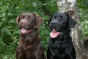 Популярная порода лабрадор: характеристика питомца